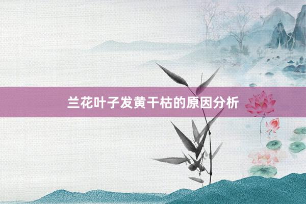 兰花叶子发黄干枯的原因分析