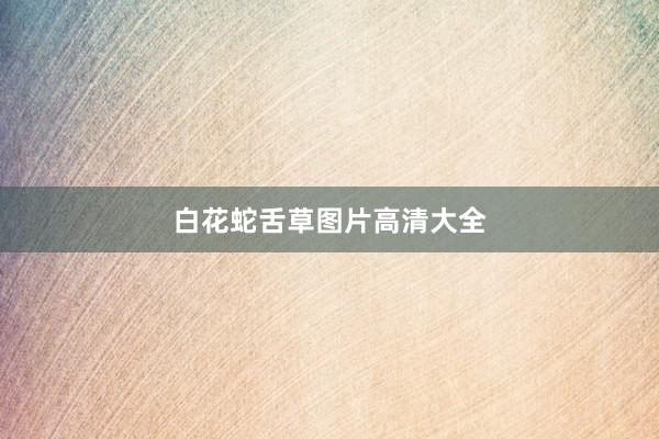 白花蛇舌草图片高清大全